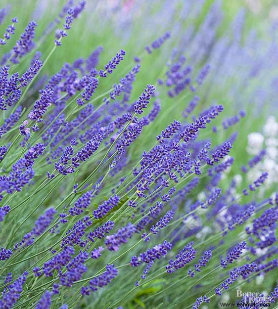 Cómo cultivar lavanda para obtener aromas y sensaciones celestiales 