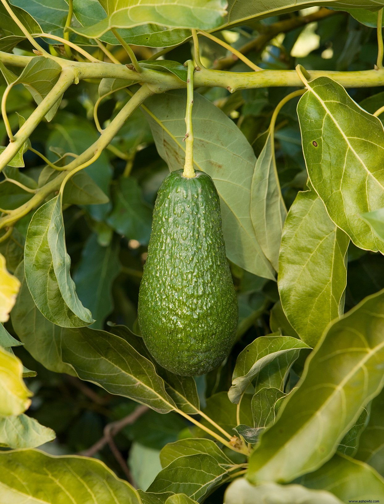 Cómo hacer crecer un árbol de aguacate de un hoyo (después de haber disfrutado el guacamole) 