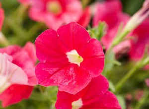 5 Plantas Anuales Resistentes para Contenedores: ¡Imposibles de Matar!