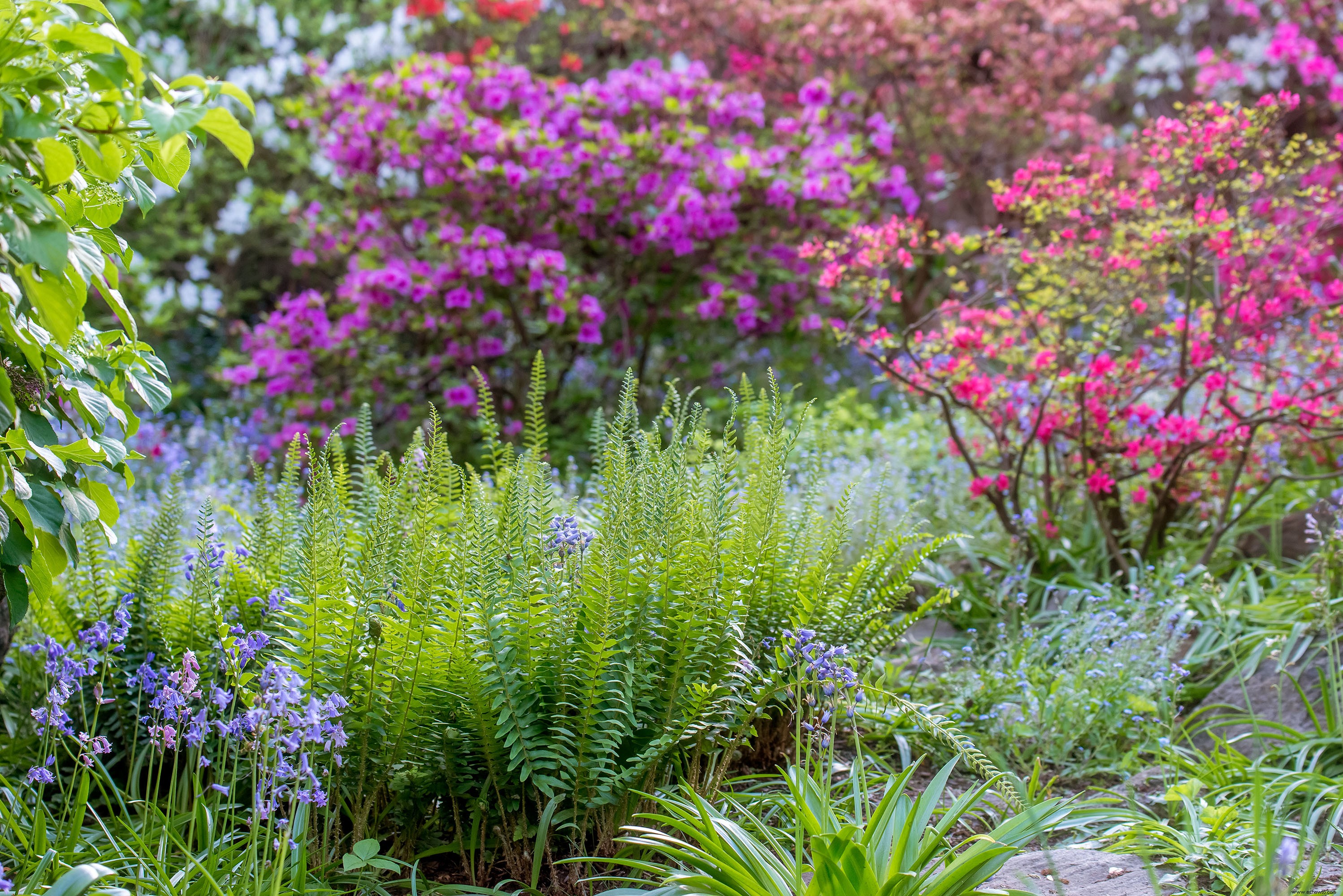 Prepárese para un jardín primaveral perfecto ahora mismo con estas 5 tareas 