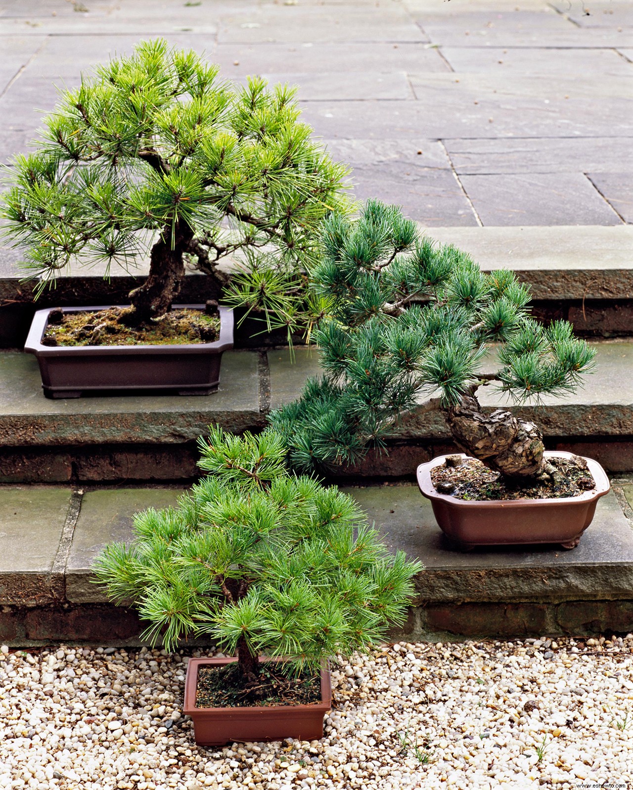 Cómo plantar tu propio árbol bonsái en 3 sencillos pasos (y mantenerlo vivo después) 