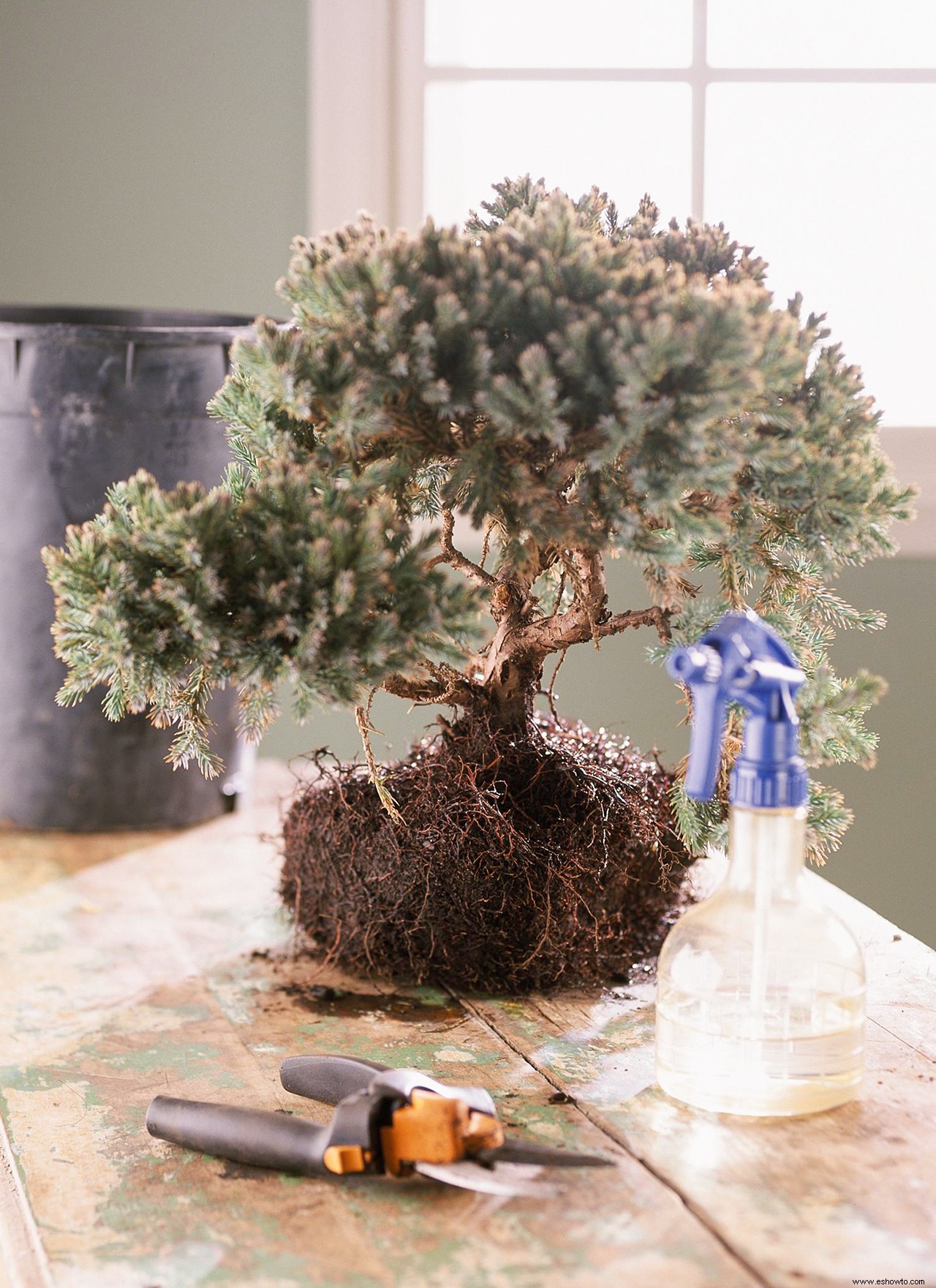 Cómo plantar tu propio árbol bonsái en 3 sencillos pasos (y mantenerlo vivo después) 