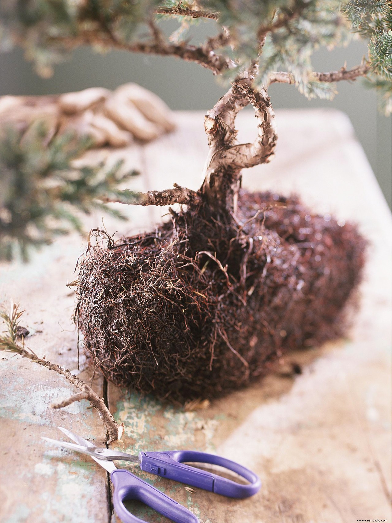 Cómo plantar tu propio árbol bonsái en 3 sencillos pasos (y mantenerlo vivo después) 