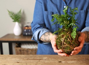 Guía Completa: Cómo Hacer Kokedama en Casa Paso a Paso