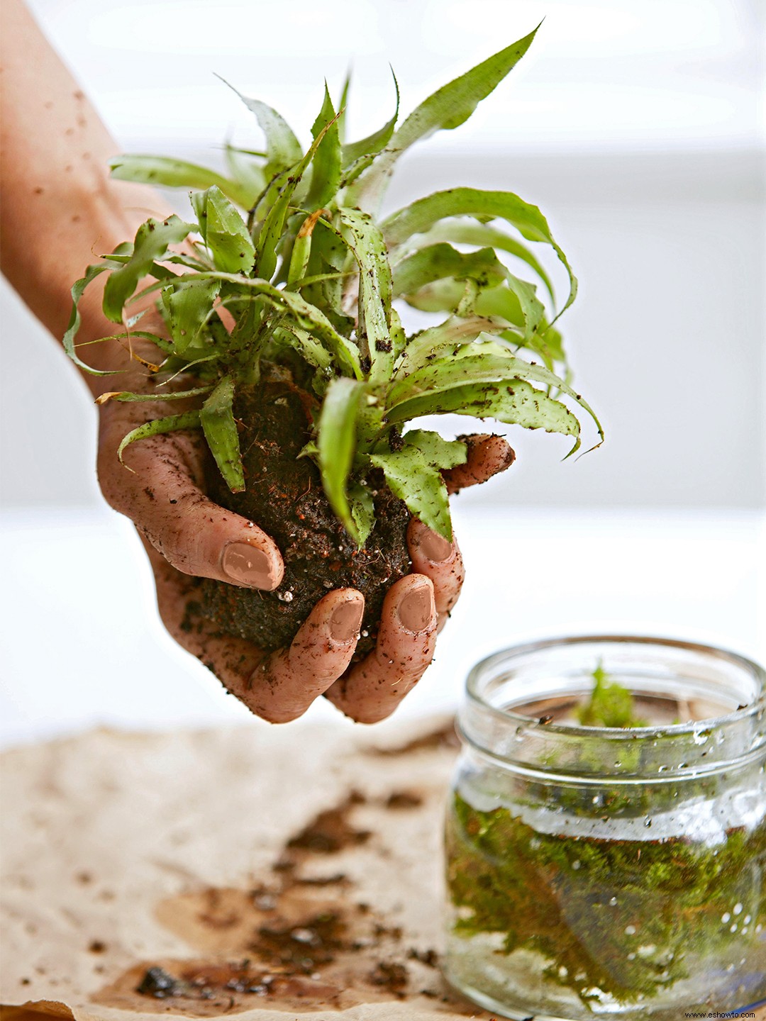 Cómo hacer una bola Kokedama 