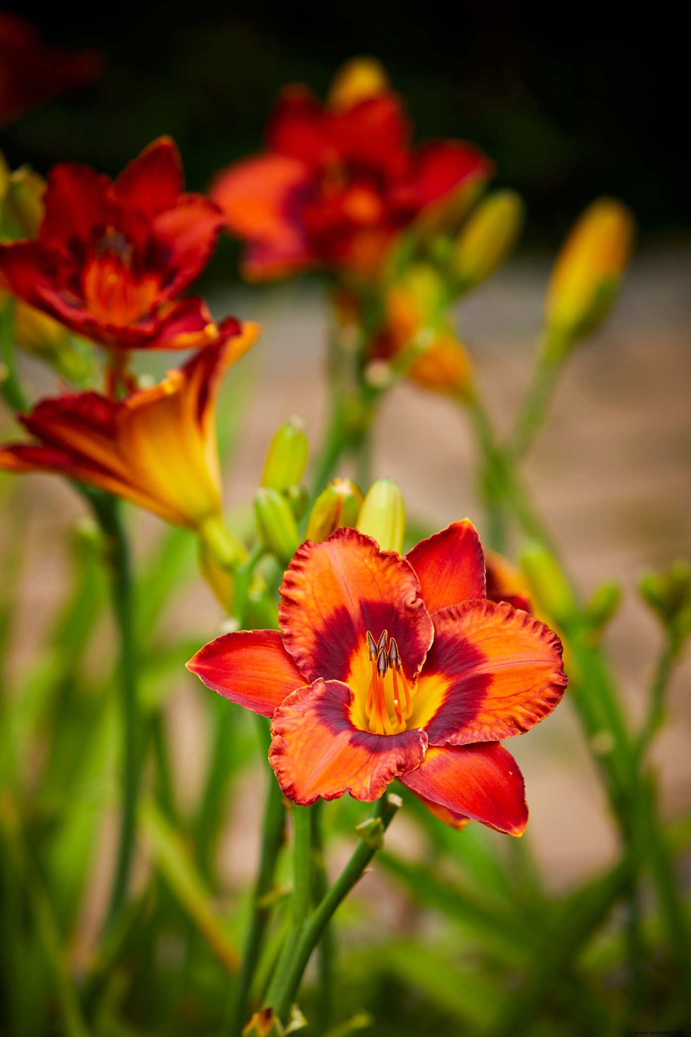 Las 5 mejores plantas perennes poderosas del BHG Test Garden 