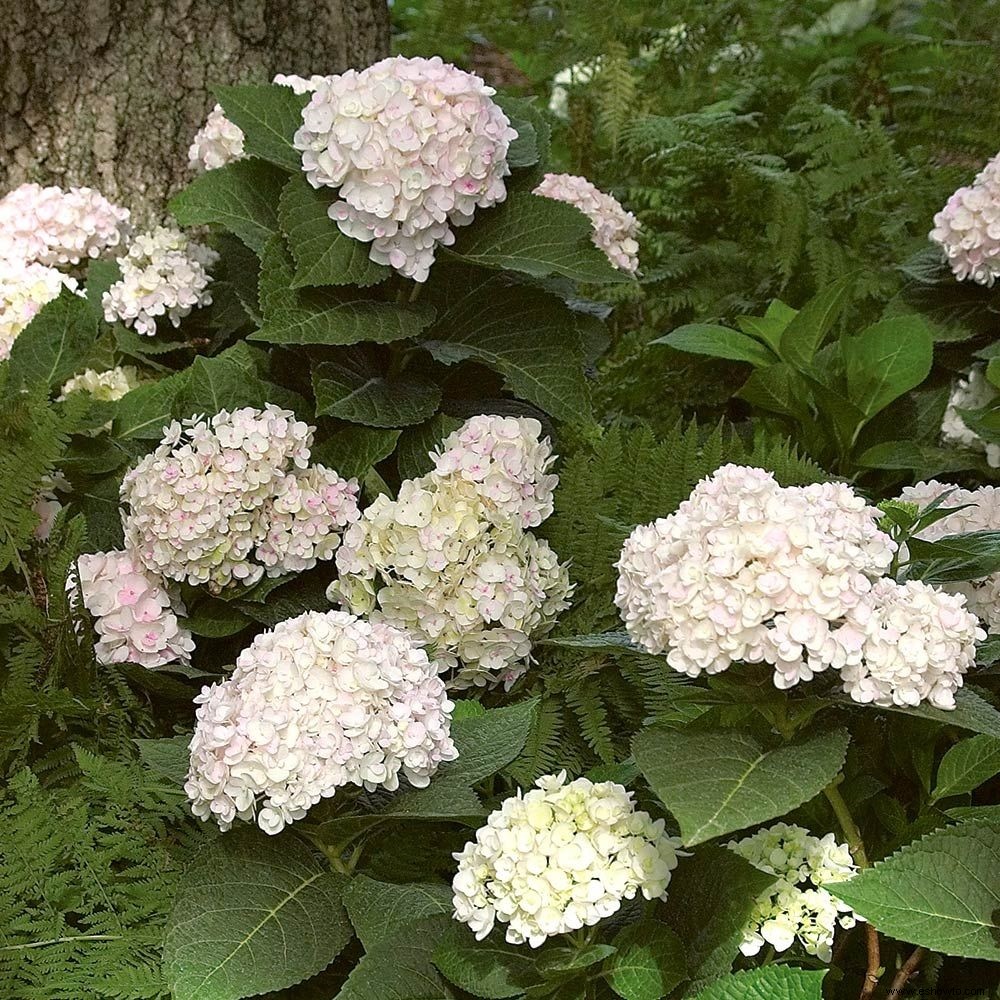 Las mejores hortensias de Better Homes &Gardens Test Garden 