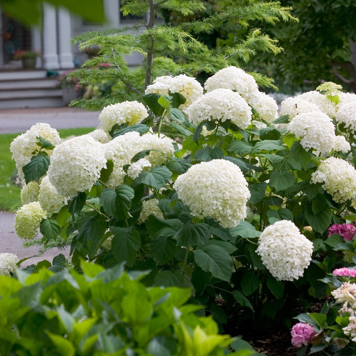 Las mejores hortensias de Better Homes &Gardens Test Garden 