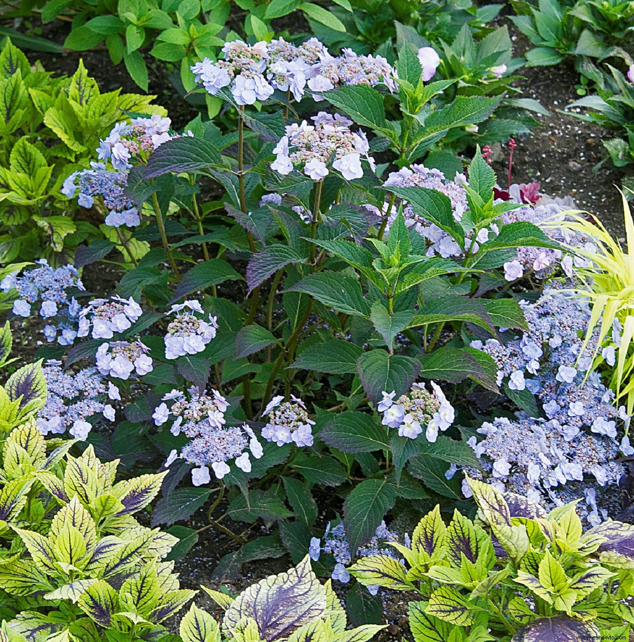 Las mejores hortensias de Better Homes &Gardens Test Garden 