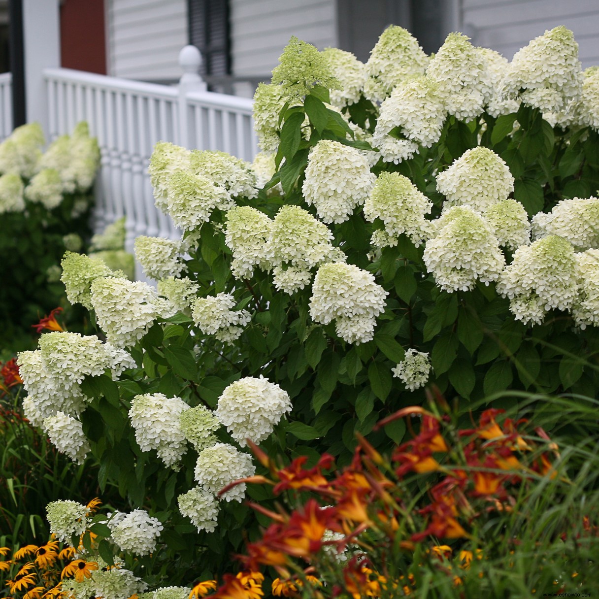 Las mejores hortensias de Better Homes &Gardens Test Garden 