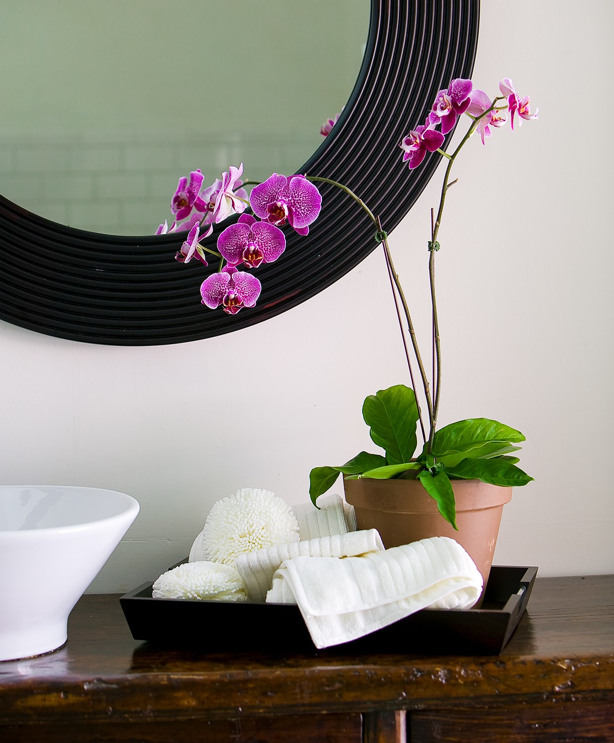 11 plantas que crecerán mejor en tu baño 