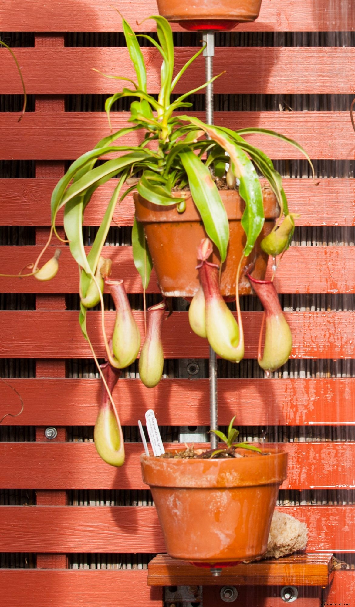 11 plantas que crecerán mejor en tu baño 