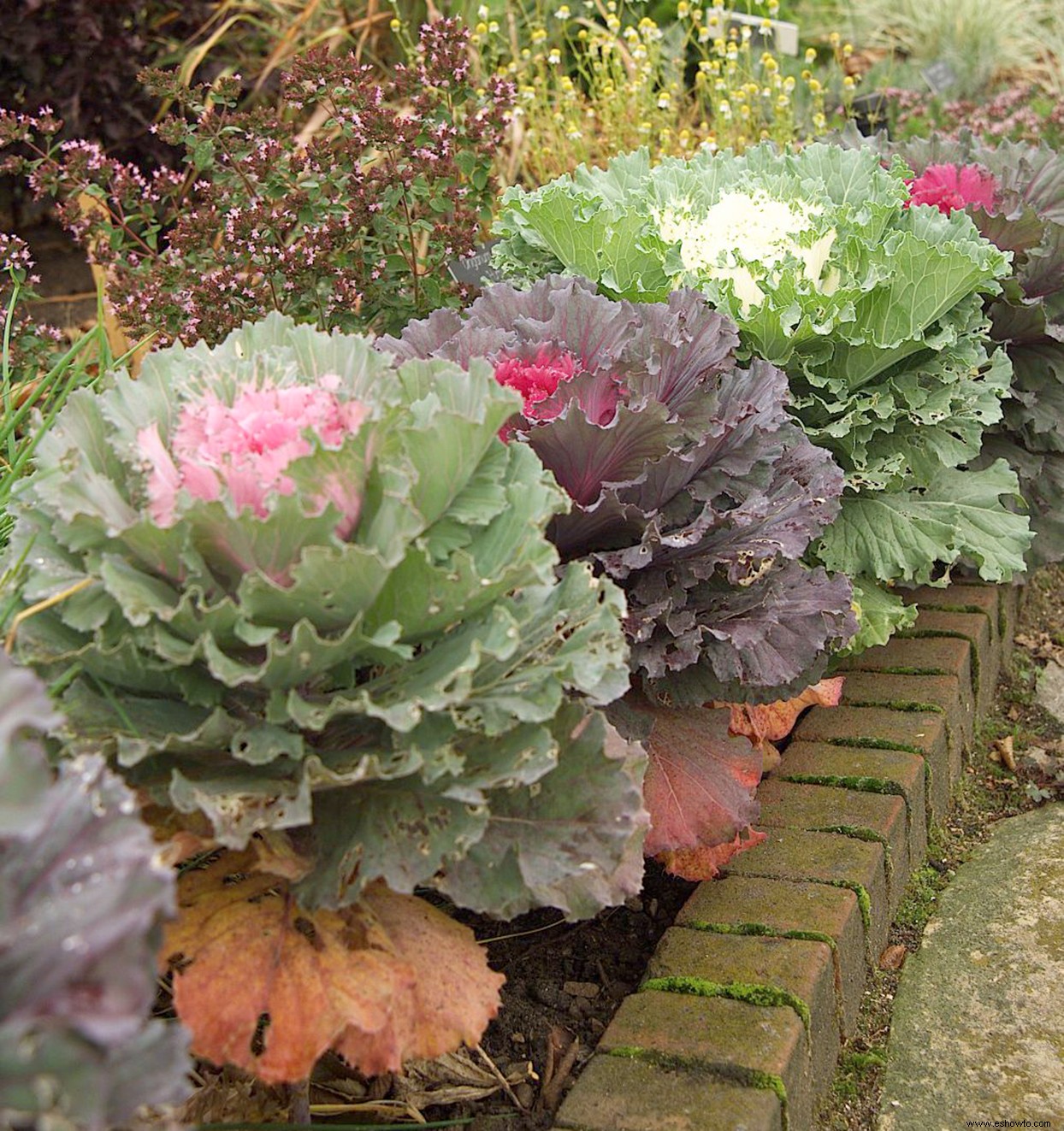 5 anuales de otoño favoritas para agregar color de temporada a su jardín 