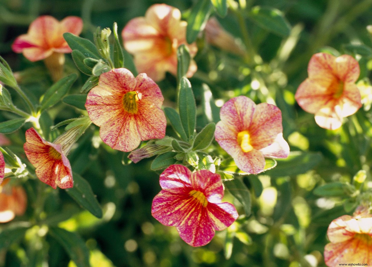 5 anuales de otoño favoritas para agregar color de temporada a su jardín 