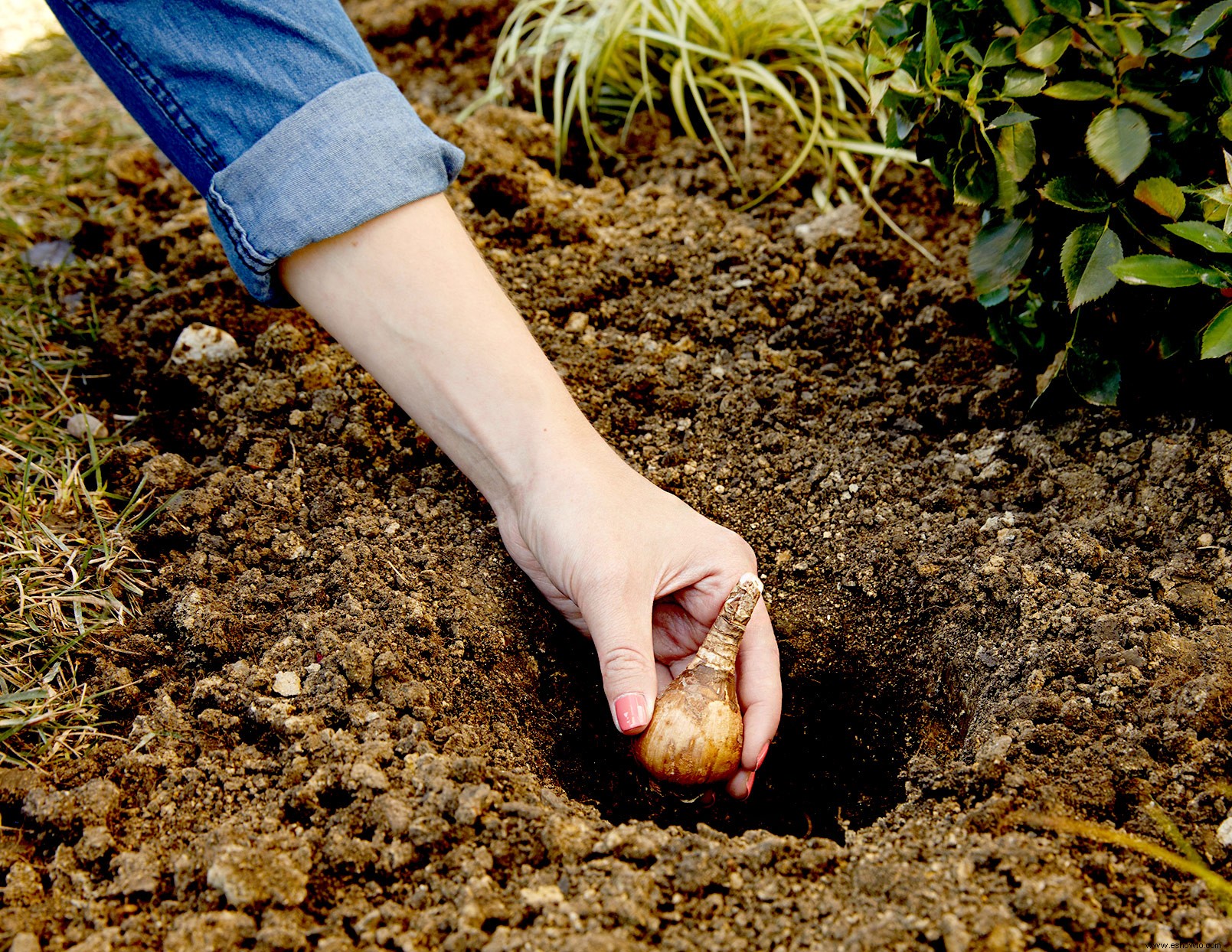 El otoño es el mejor momento para plantar bulbos que florecen en primavera:así es como 