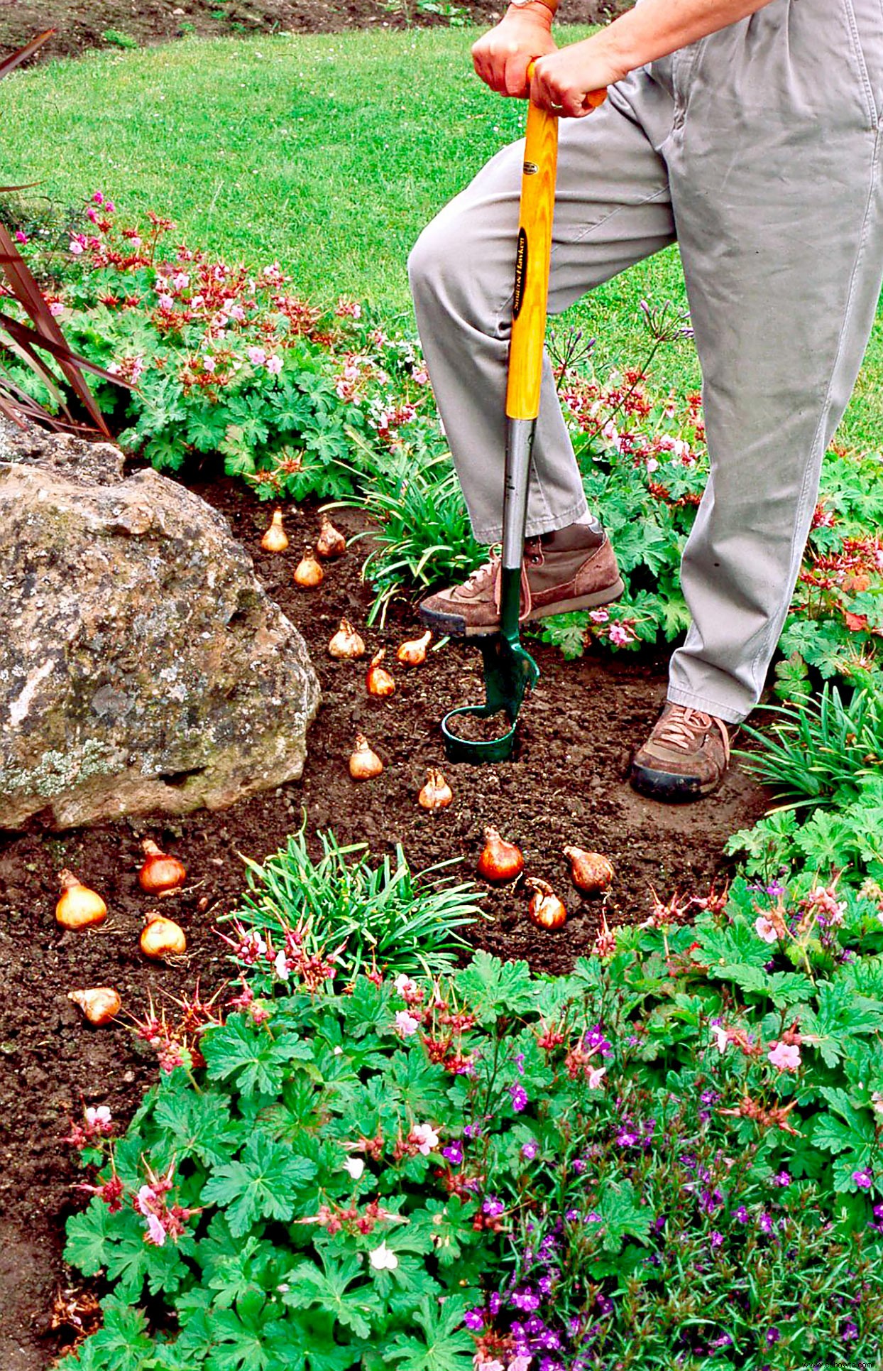 El otoño es el mejor momento para plantar bulbos que florecen en primavera:así es como 