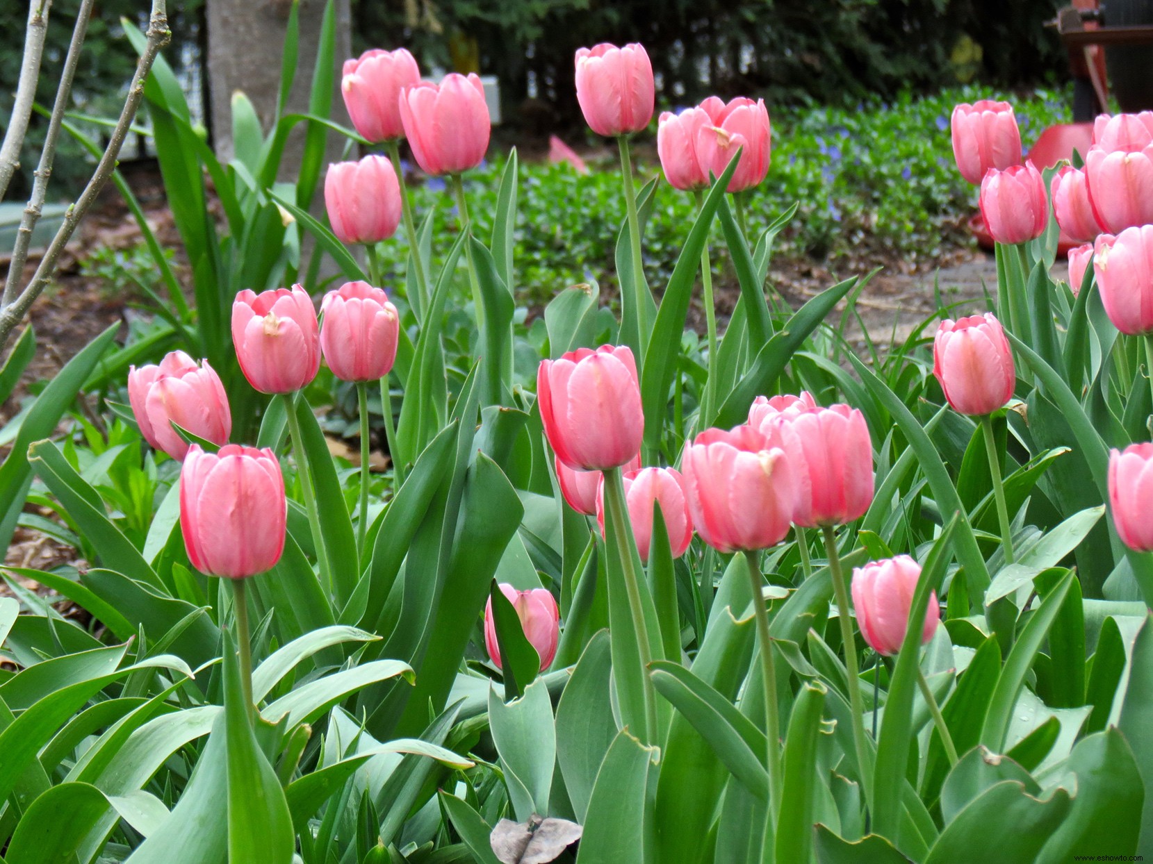 El otoño es el mejor momento para plantar bulbos que florecen en primavera:así es como 