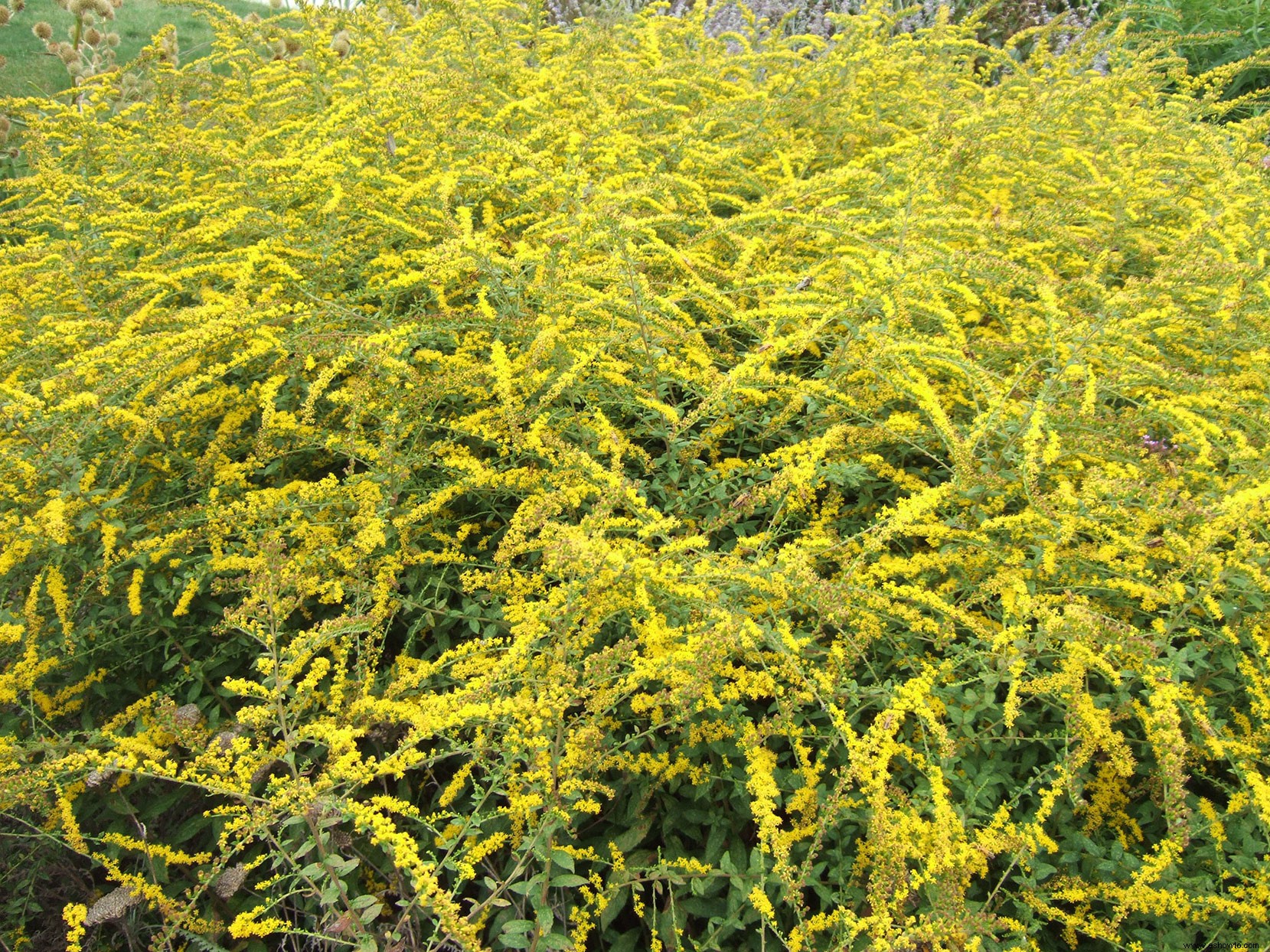 8 plantas perennes que florecen en otoño y mantienen el espectáculo hasta el invierno 