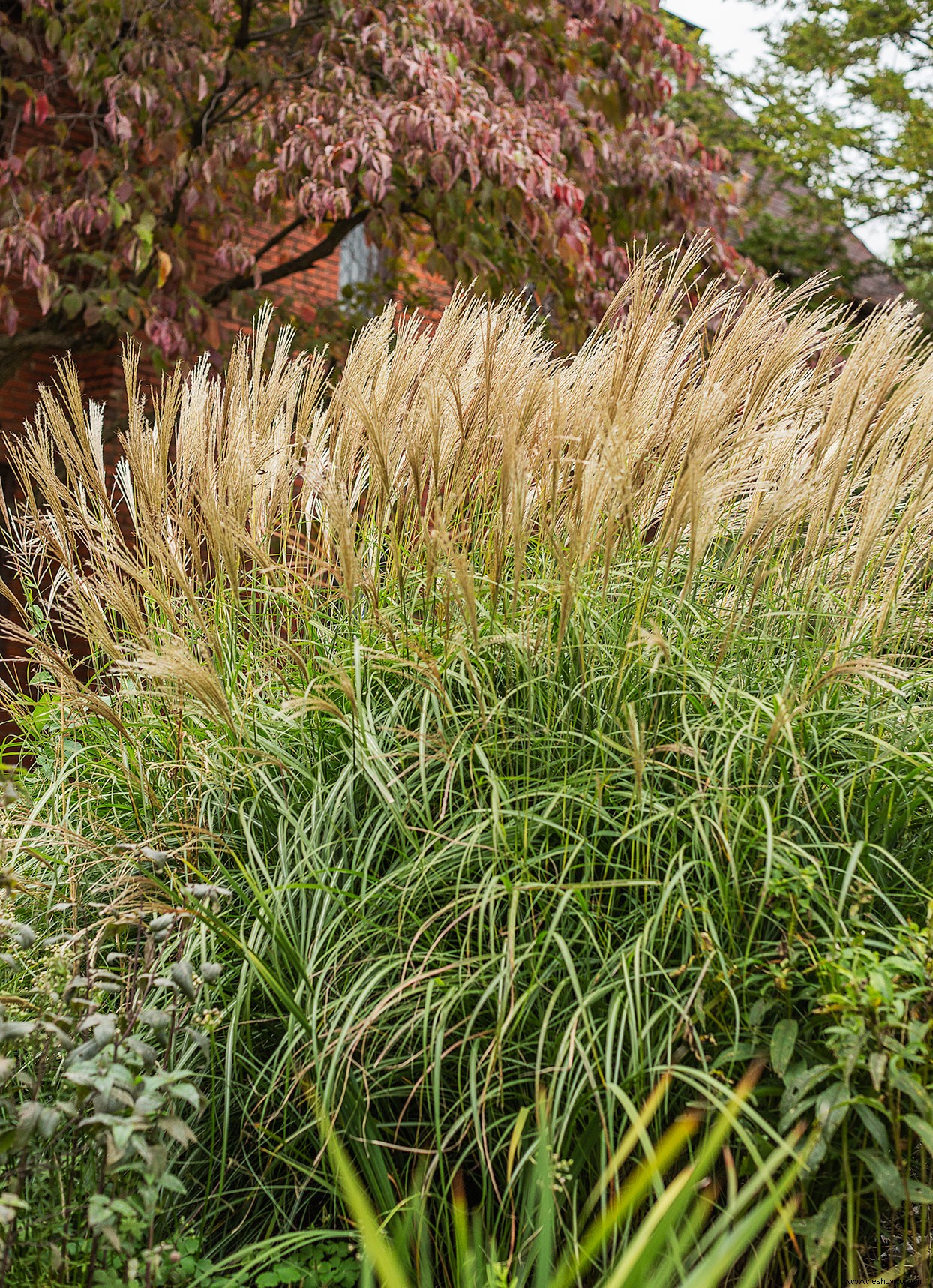 8 plantas perennes que florecen en otoño y mantienen el espectáculo hasta el invierno 