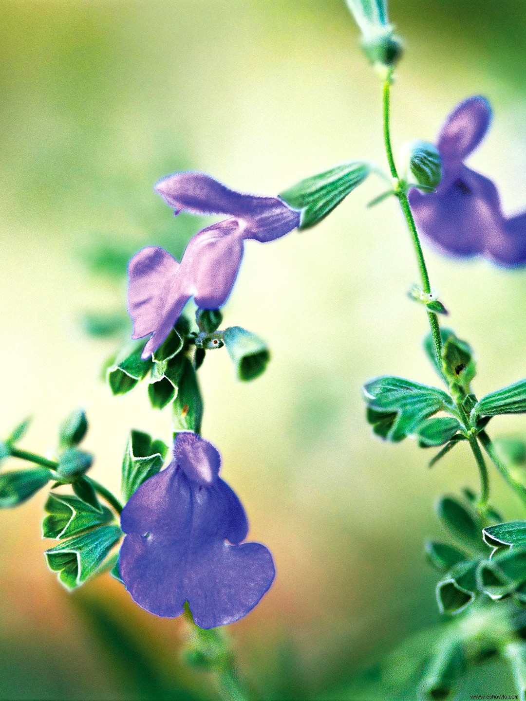 8 plantas perennes que florecen en otoño y mantienen el espectáculo hasta el invierno 