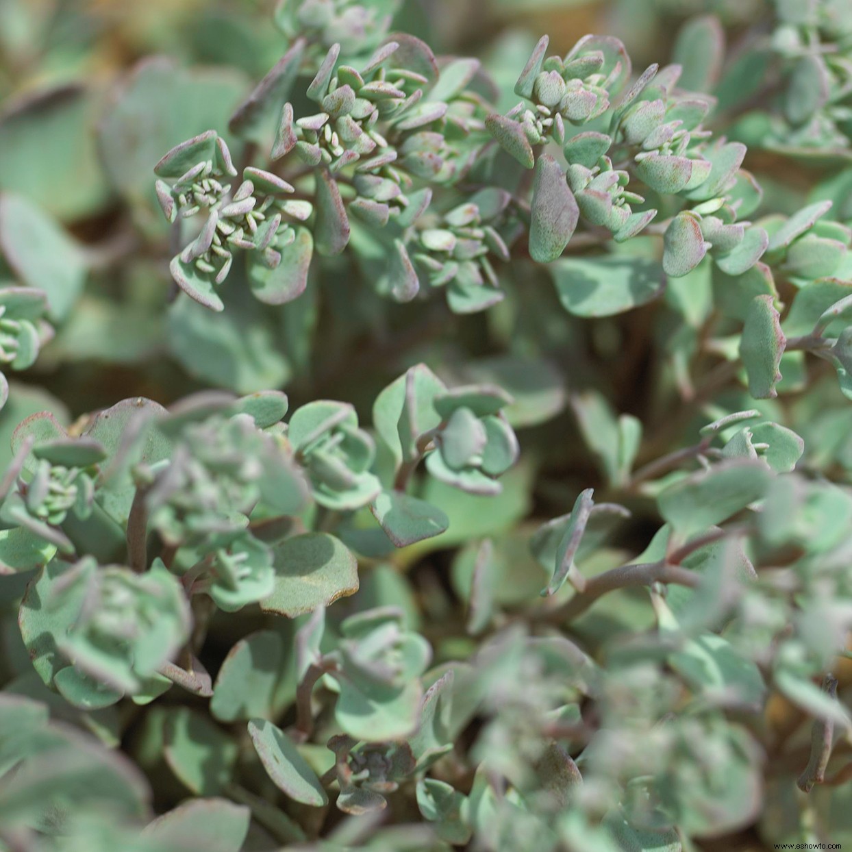 8 plantas perennes que florecen en otoño y mantienen el espectáculo hasta el invierno 