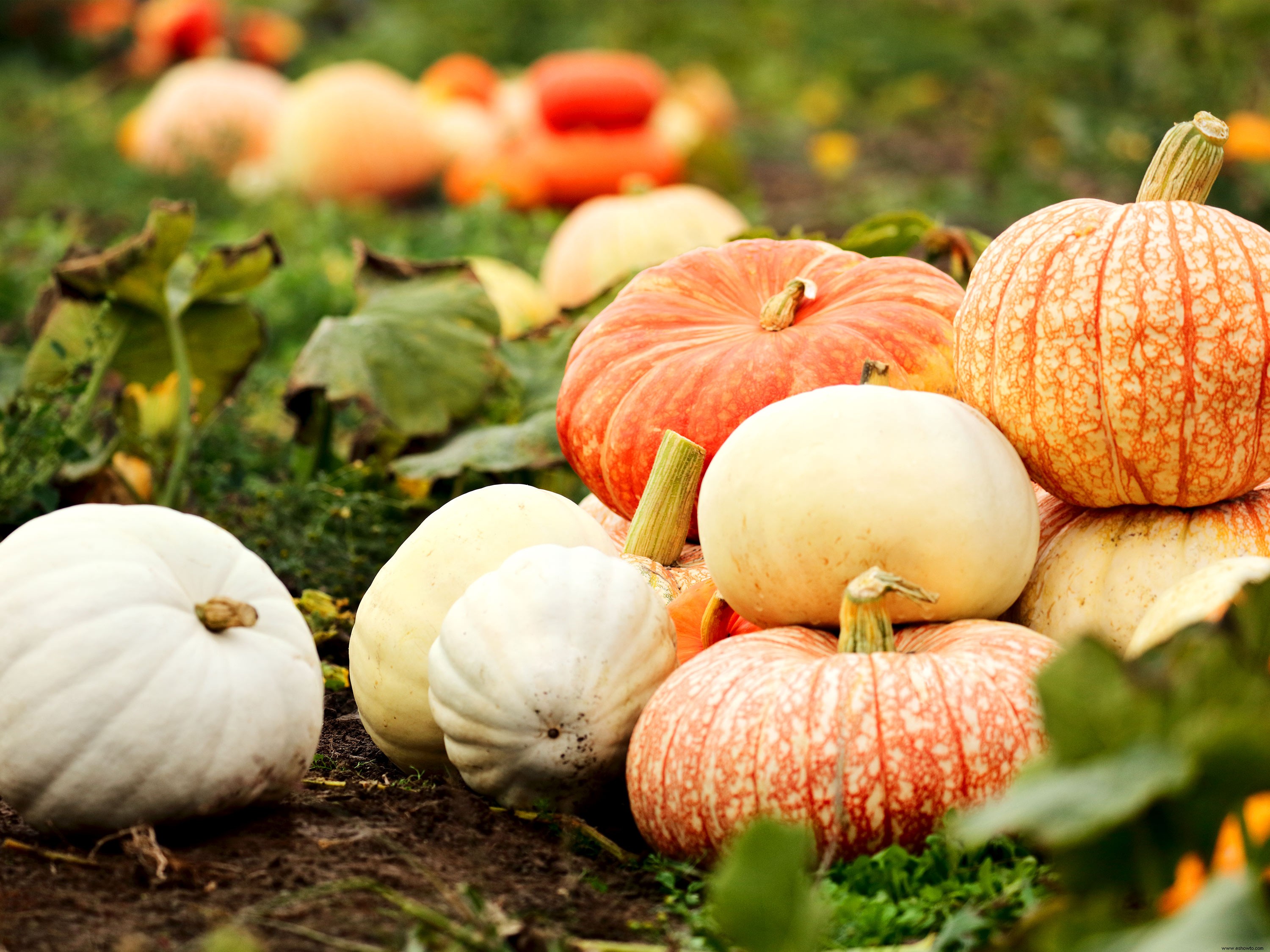 5 trucos para elegir la mejor calabaza en el huerto 