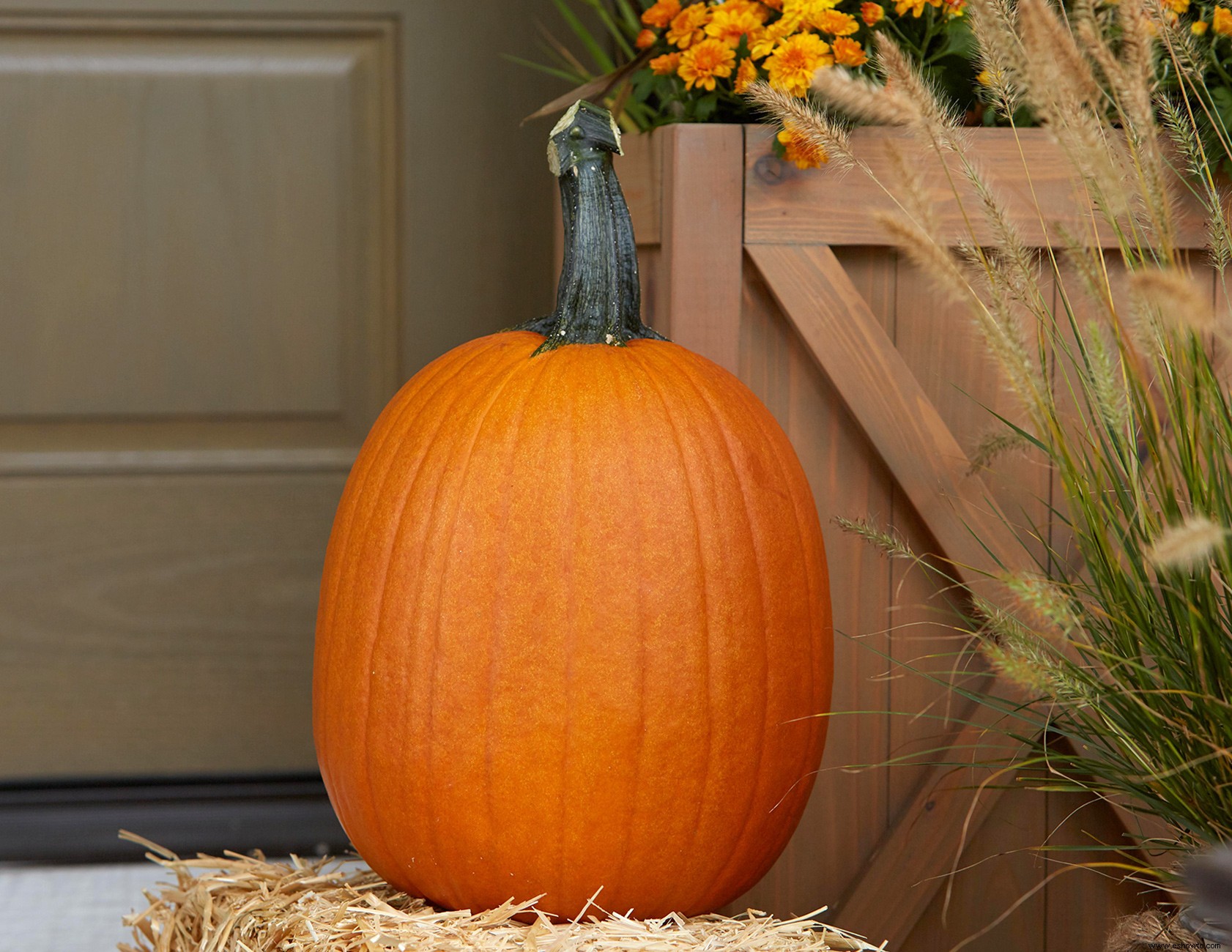 5 trucos para elegir la mejor calabaza en el huerto 