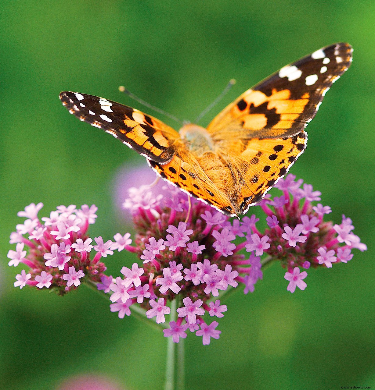 Cómo crear un hermoso jardín de polinizadores para mariposas y abejas 