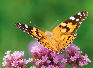 Guía experta: Cómo crear un jardín de polinizadores para atraer mariposas, abejas y más