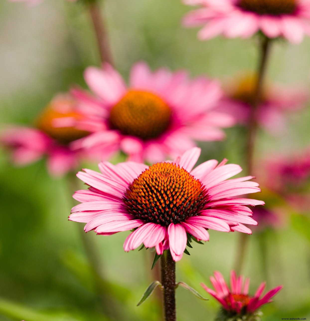 Cómo crear un hermoso jardín de polinizadores para mariposas y abejas 