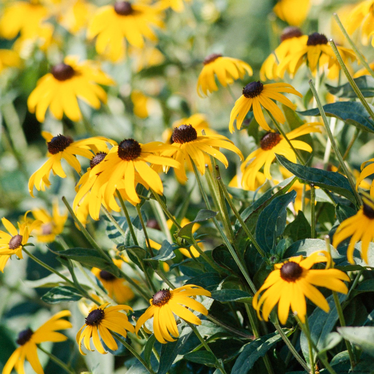 Cómo crear un hermoso jardín de polinizadores para mariposas y abejas 