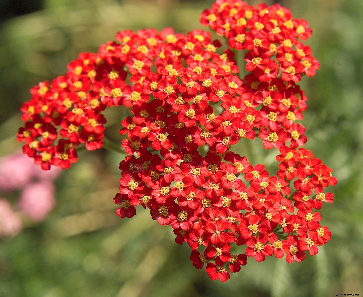 Cómo crear un hermoso jardín de polinizadores para mariposas y abejas 