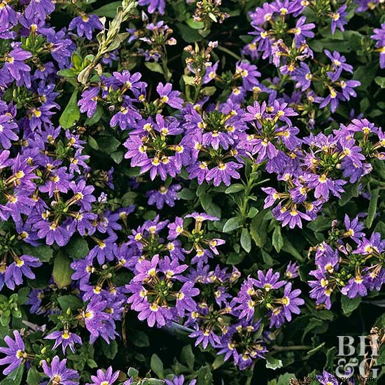 7 plantas anuales tolerantes al calor que florecen durante todo el verano 