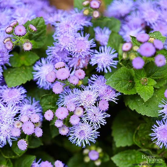 7 plantas anuales tolerantes al calor que florecen durante todo el verano 