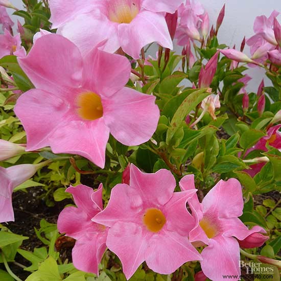 7 plantas anuales tolerantes al calor que florecen durante todo el verano 
