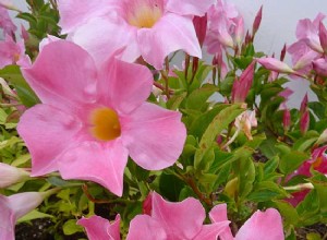 7 plantas anuales resistentes al calor que florecen todo el verano: guía experta