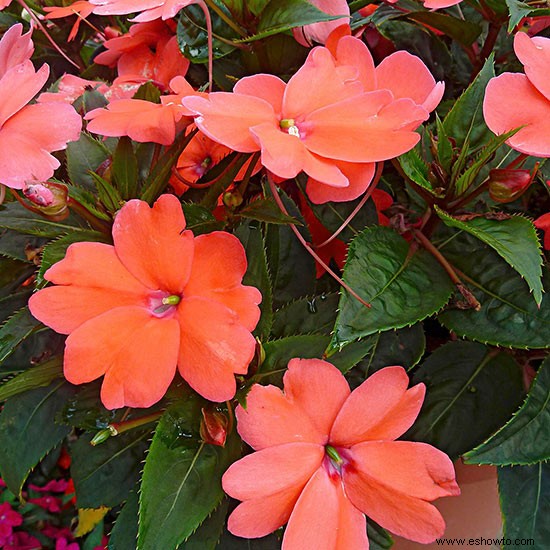 7 plantas anuales tolerantes al calor que florecen durante todo el verano 