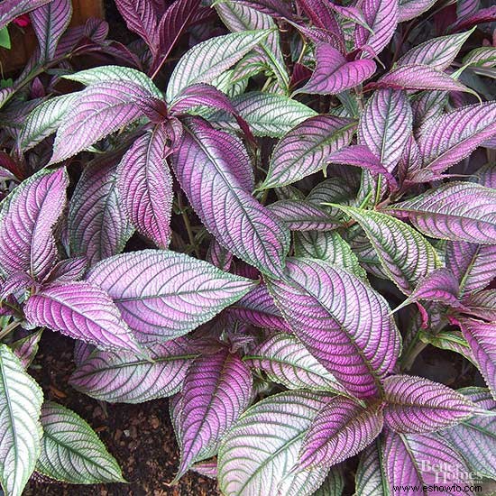 7 plantas anuales tolerantes al calor que florecen durante todo el verano 