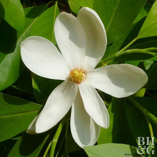 Cómo cultivar árboles de magnolia 