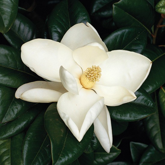 Cómo cultivar árboles de magnolia 