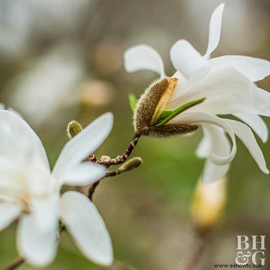 Cómo cultivar árboles de magnolia 