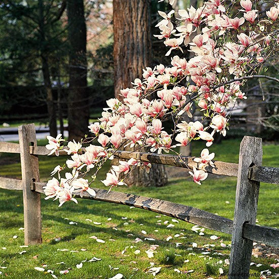 Cómo cultivar árboles de magnolia 