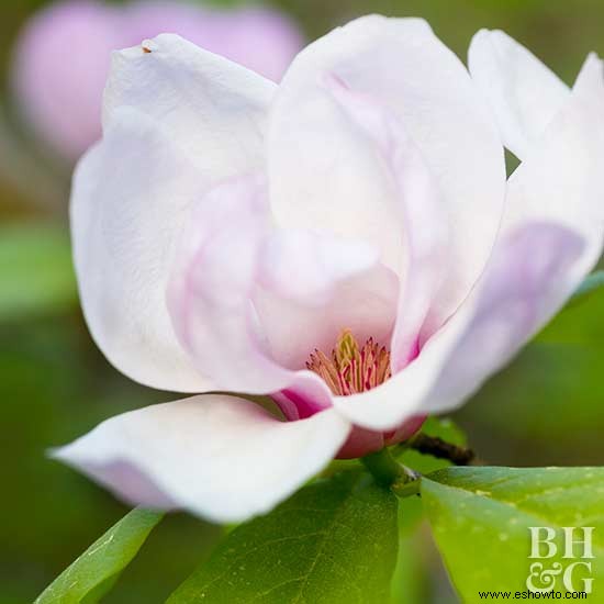 Cómo cultivar árboles de magnolia 