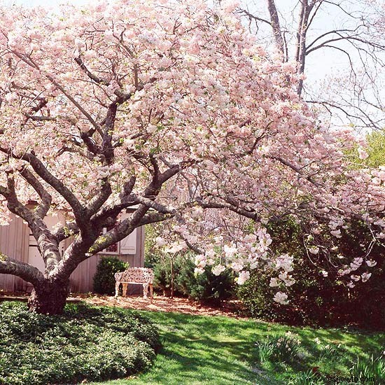 Cómo cultivar árboles de magnolia 