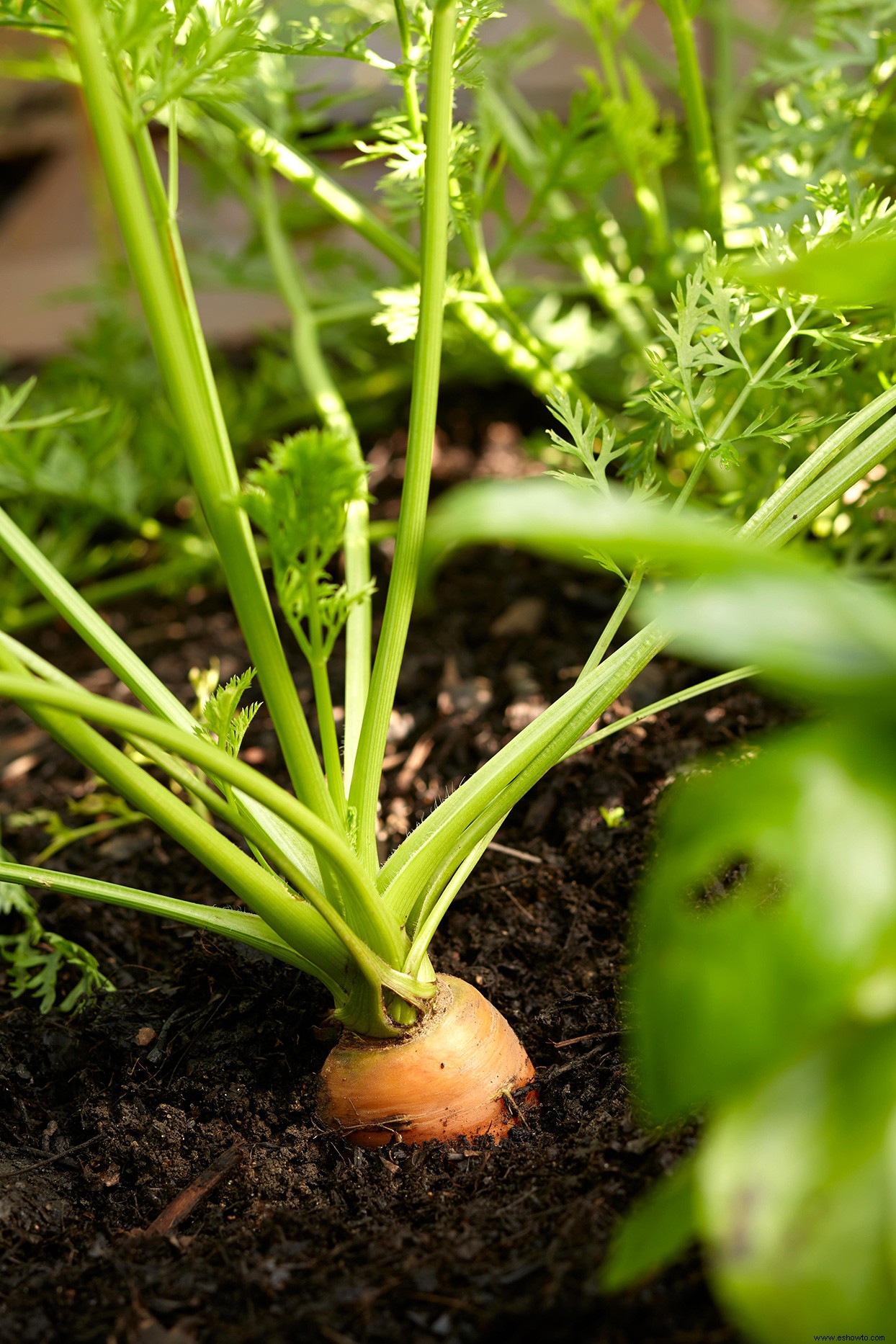 Crear un suelo de jardín rico y orgánico 