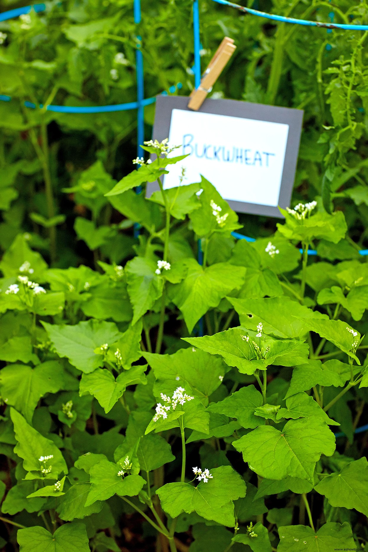 Crear un suelo de jardín rico y orgánico 