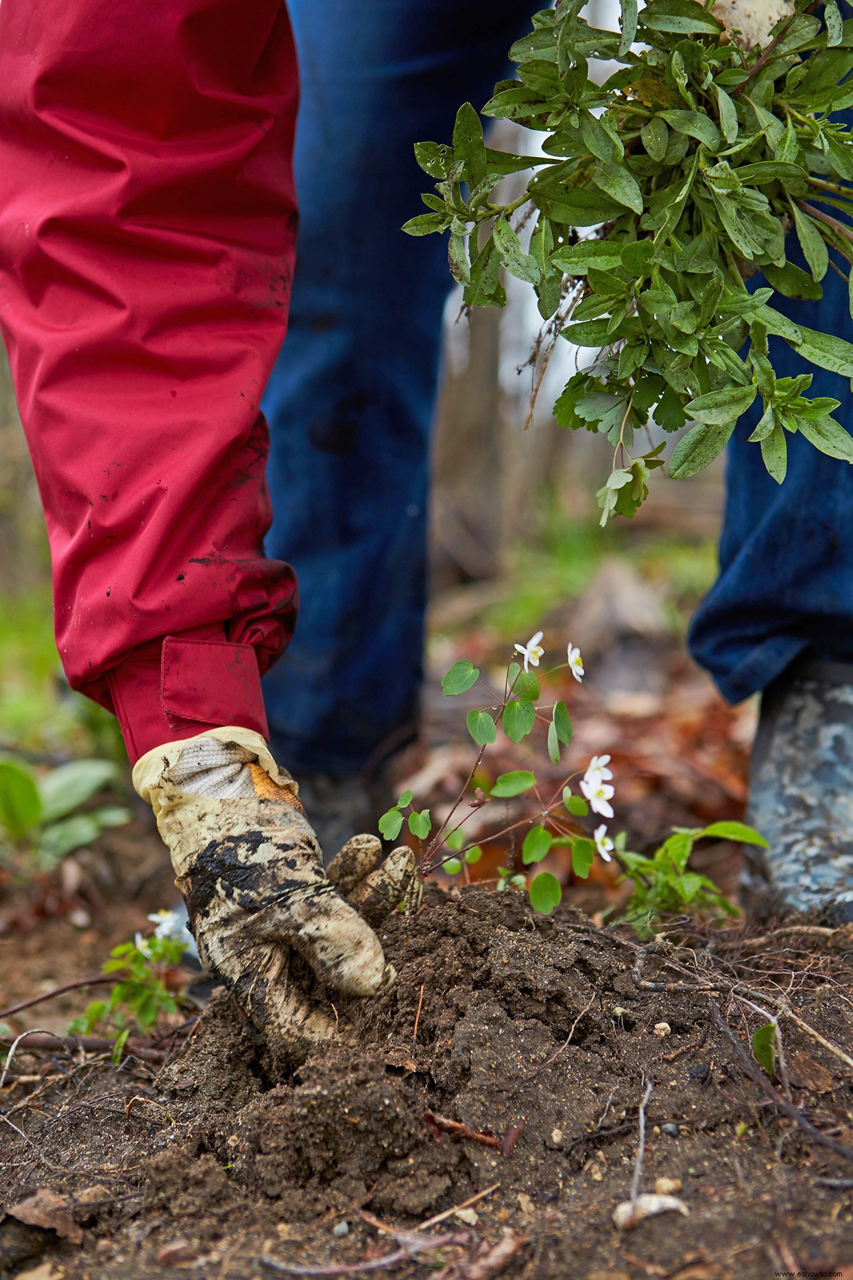 Crear un suelo de jardín rico y orgánico 