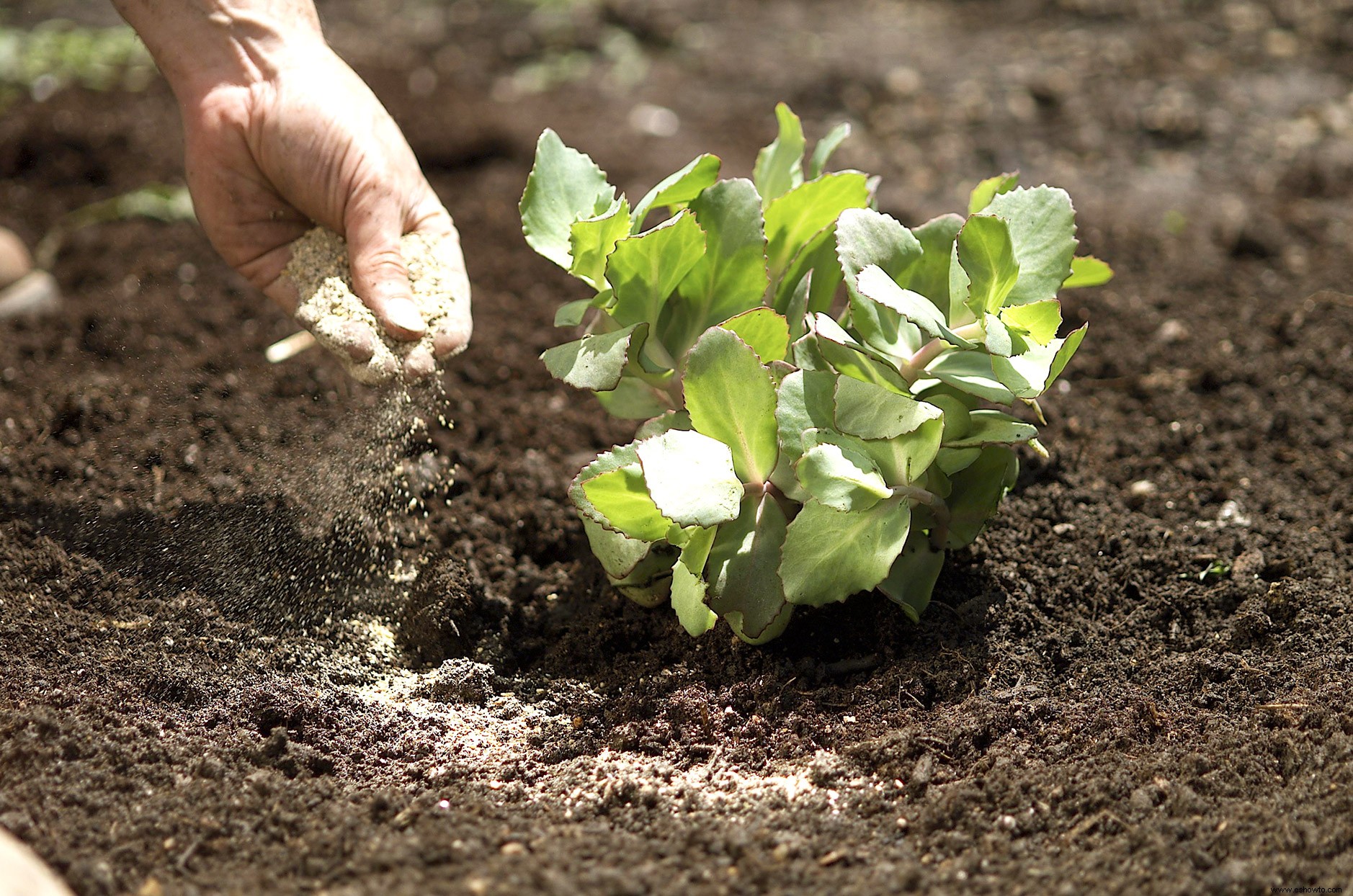 Fertilizante orgánico para un césped saludable 