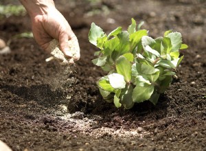 Guía experta: Fertilizante orgánico para un césped verde, saludable y sostenible