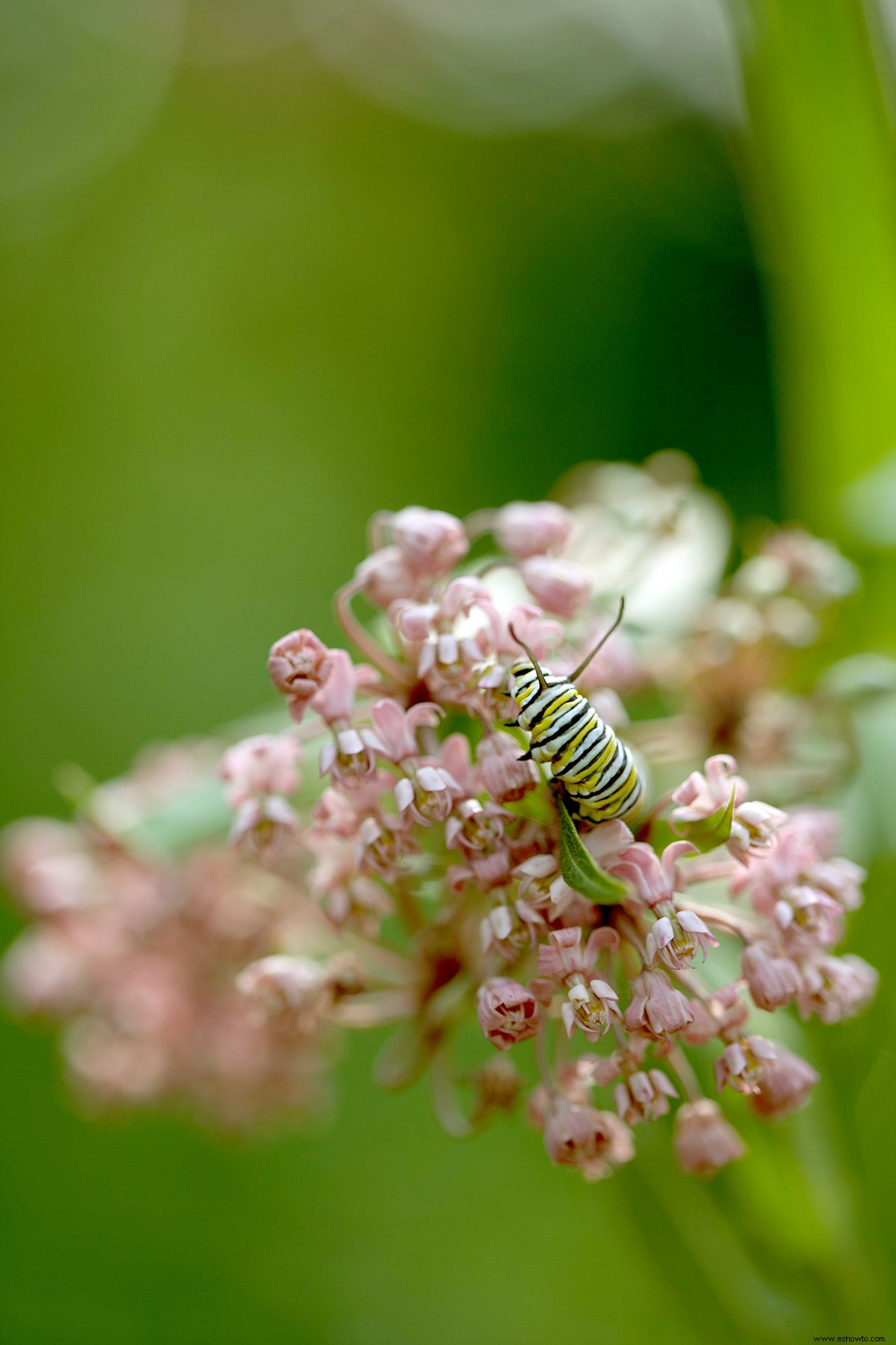 Cómo atraer mariposas monarca a tu jardín 